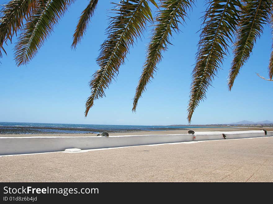 Atlantic sand shore and Palm