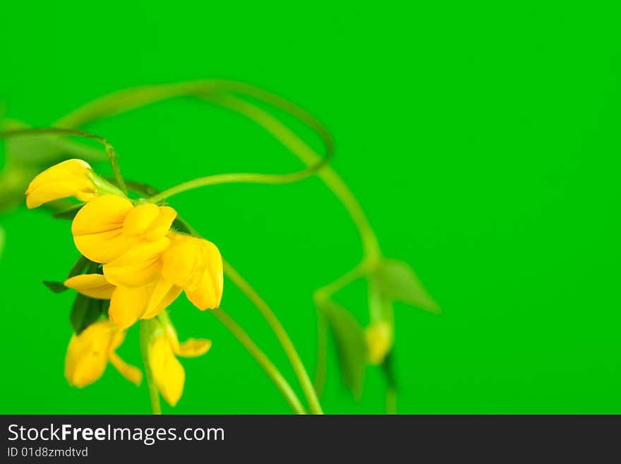 Yellow Field Flower