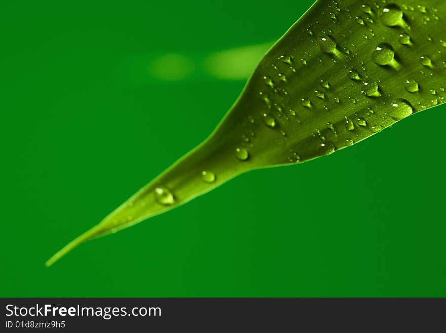 Part of green leaf of bamboo plant with drops on it