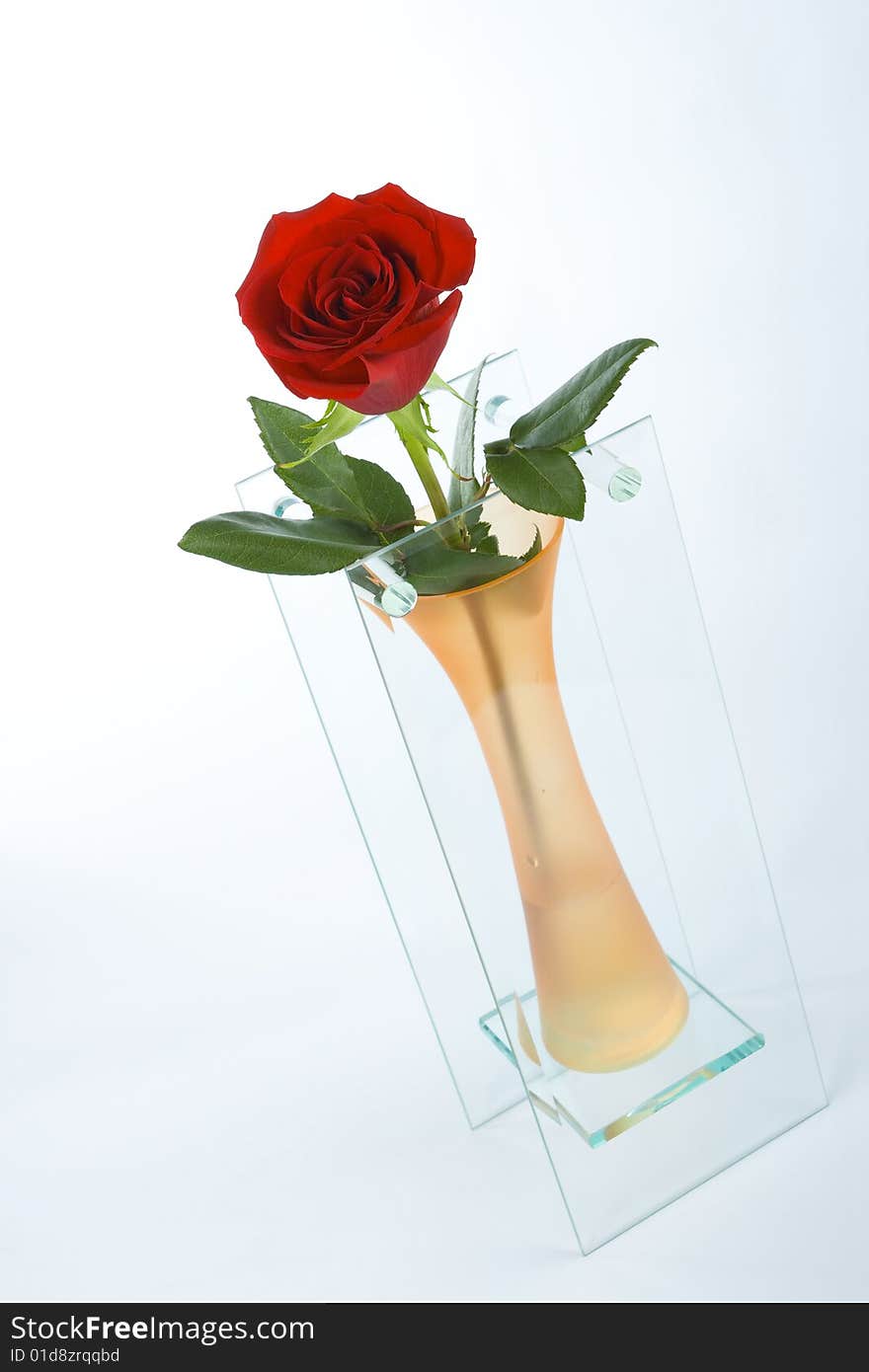 Red rose in glass vase. Red rose in glass vase