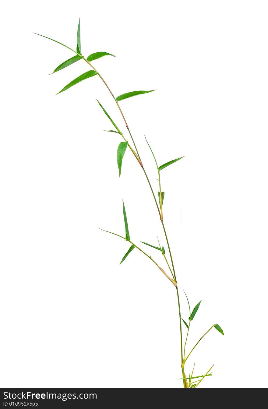 Bamboo