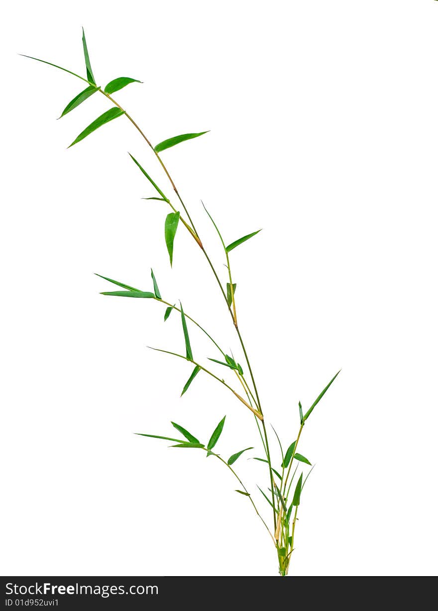 Bamboo isolated on white background