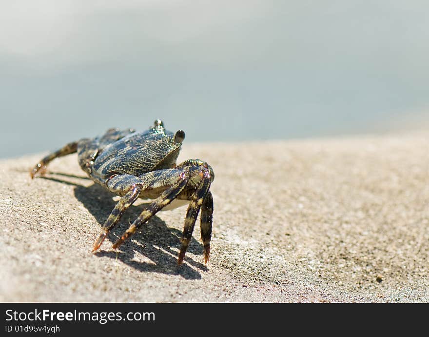 Crab