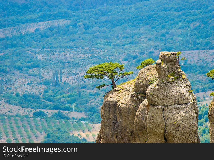 Trees on rocks. Landmark - Ghost Valley, Demerdji, Crimea, Ukraine.