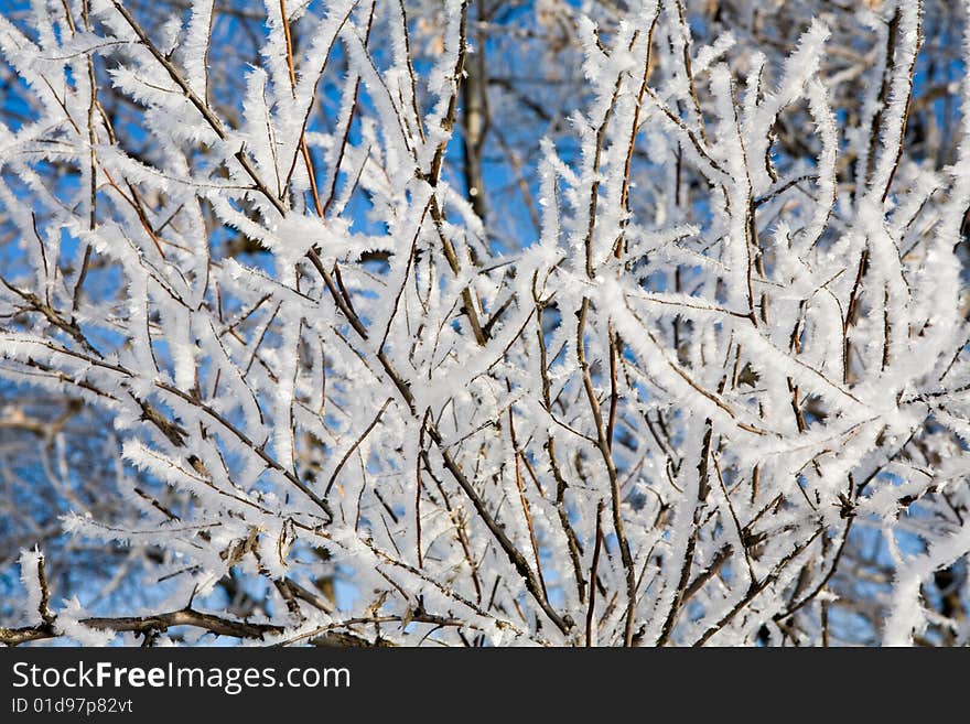 Winter snow branch