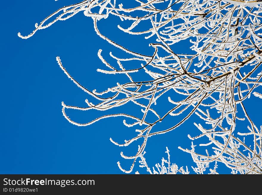 Tree covered with snow,against a beautifull blue sky as copy space. Tree covered with snow,against a beautifull blue sky as copy space