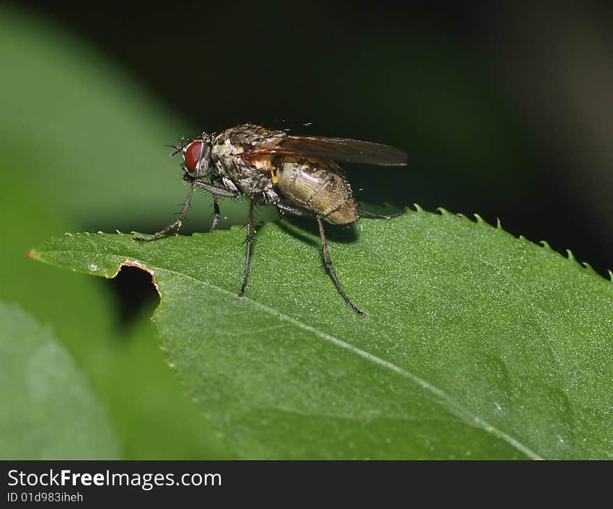 A macro shot of a garden fly on a leaf in the garden.