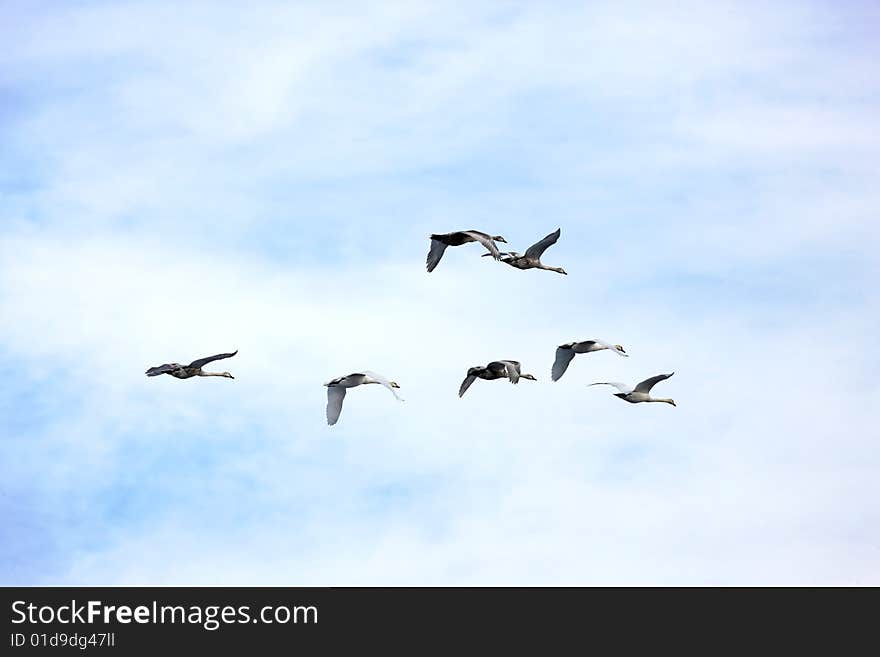 Photograph of the Swans in flight