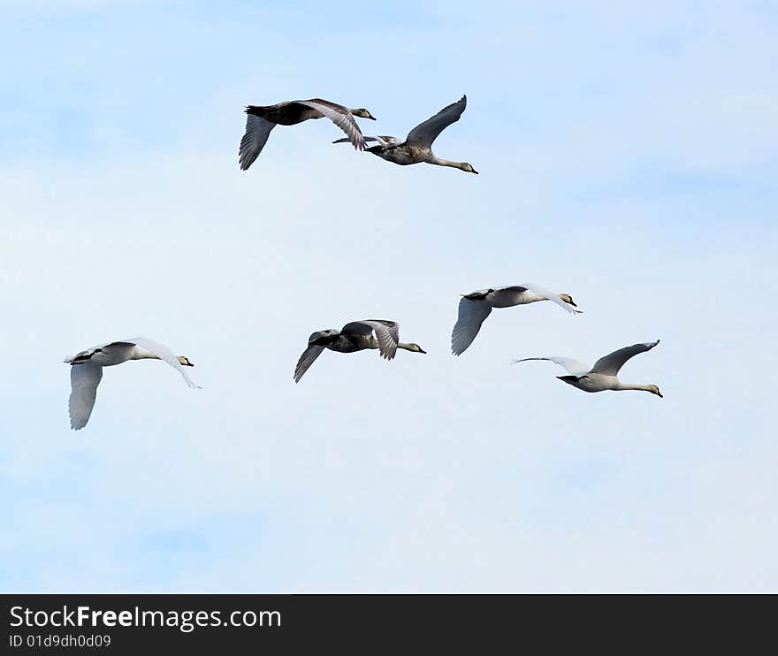 Swans in flight