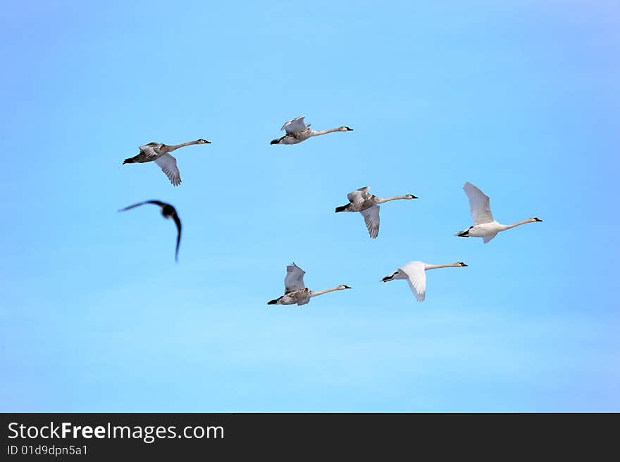 Swans In Flight