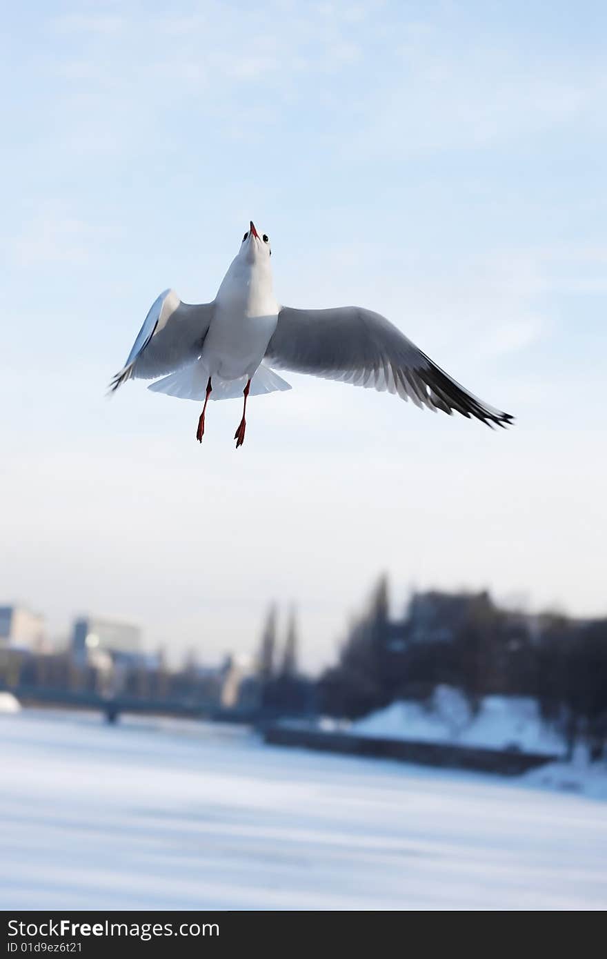 Photograph of the magnificent Gull