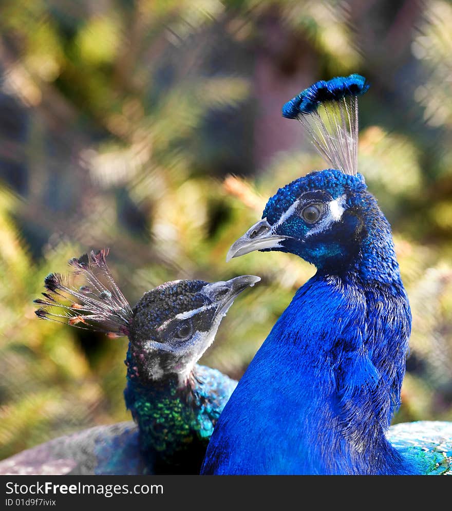 Photograph of a couple of Peacocks