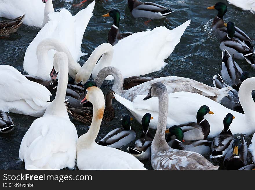 Photograph of many white Swans