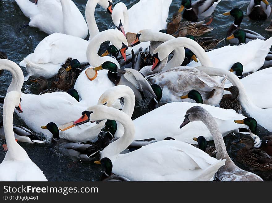 Photograph of many white Swans