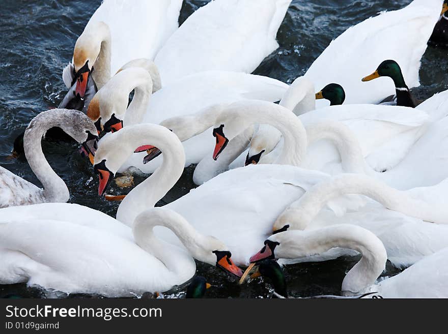 Photograph of many white Swans