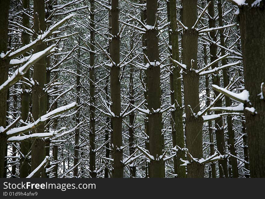 Winter Pines