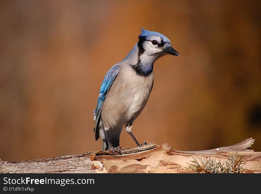 A blue jay keeping a close eye on me.