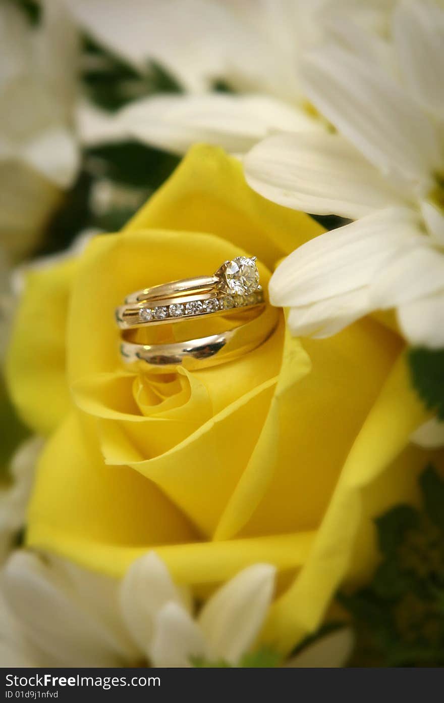 Wedding bands tucked into a yellow rose with shallow DOF. Wedding bands tucked into a yellow rose with shallow DOF