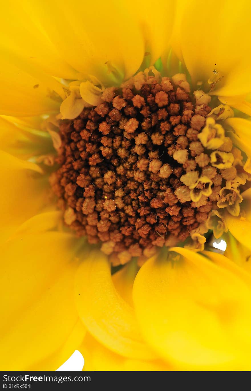 Flower in macro