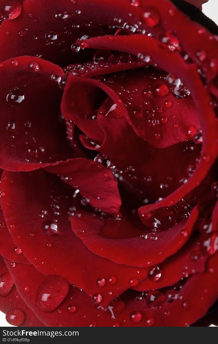 Macro image of dark red rose with water drops