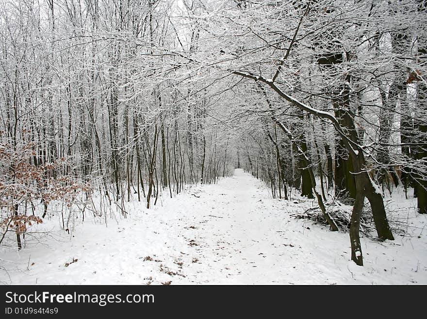 Czech wood in winter covered with snow. Czech wood in winter covered with snow