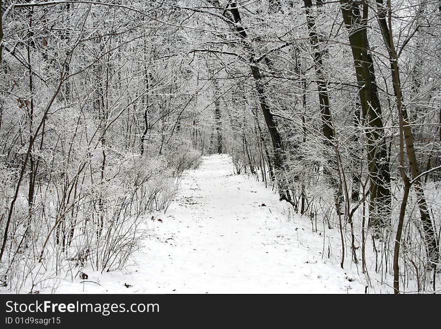 A winter alley in czech wood in Prague. A winter alley in czech wood in Prague