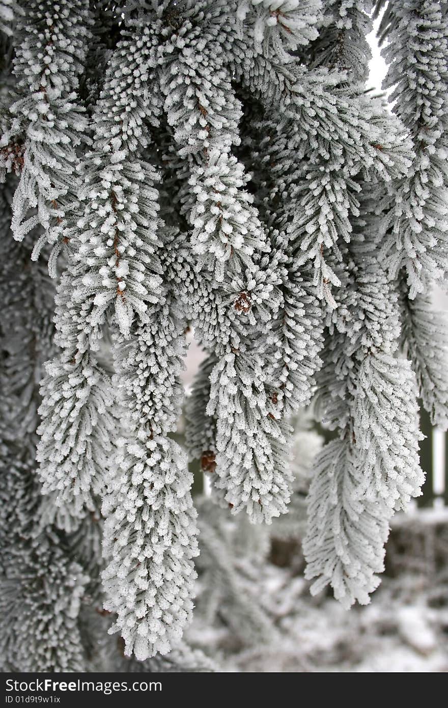 A branch of a tree in the morning covered with frost. A branch of a tree in the morning covered with frost