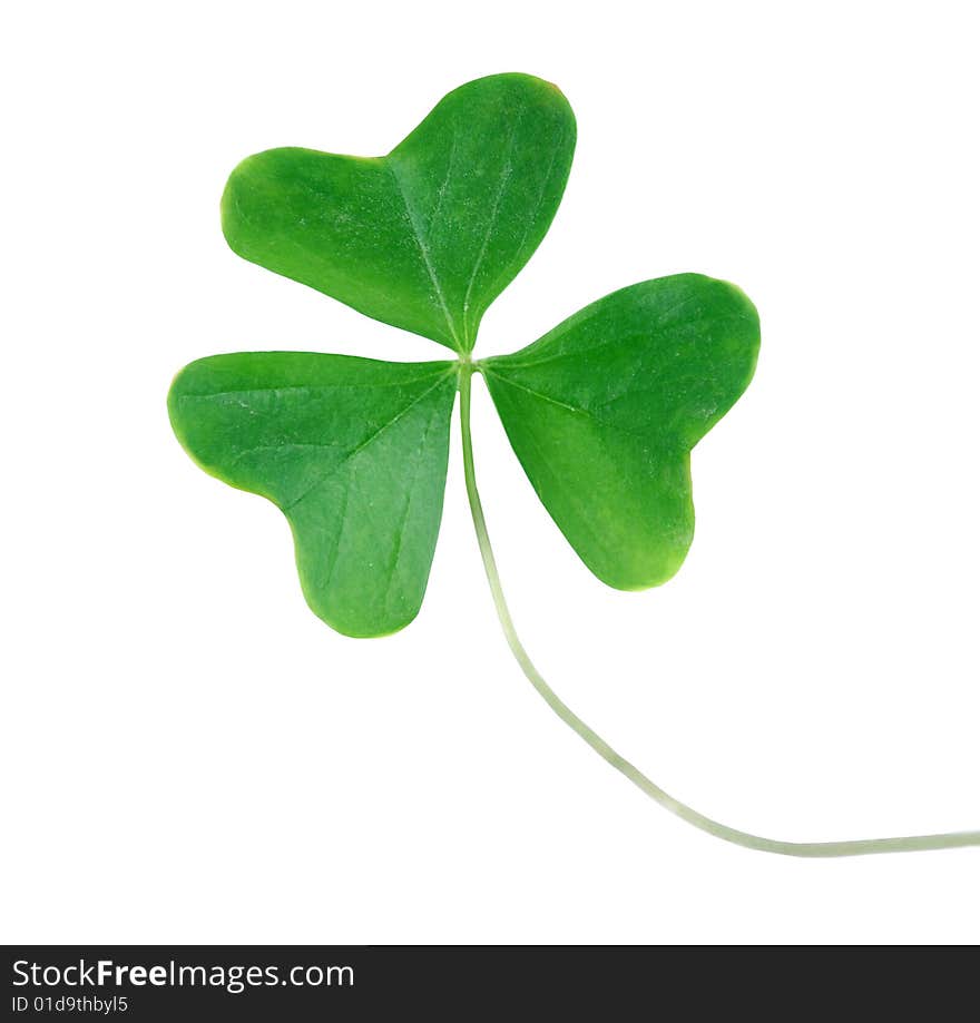 Small sprouts  isolated on white background