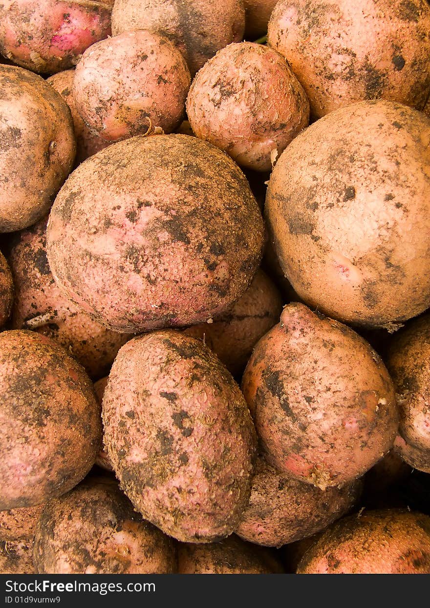 Potato tubers