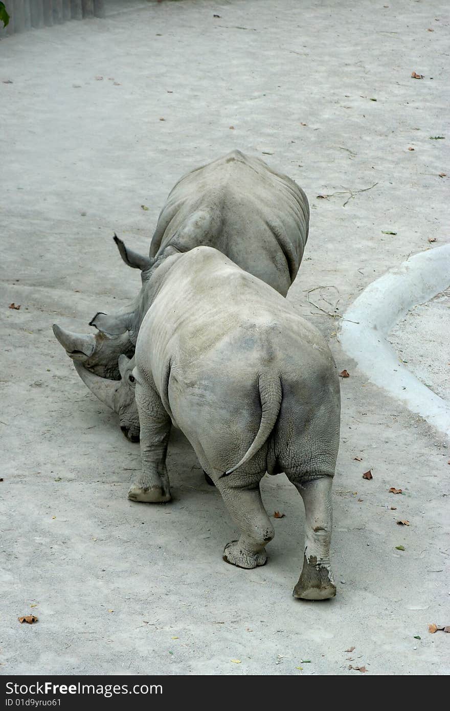 Two rhino fighting in the zoo