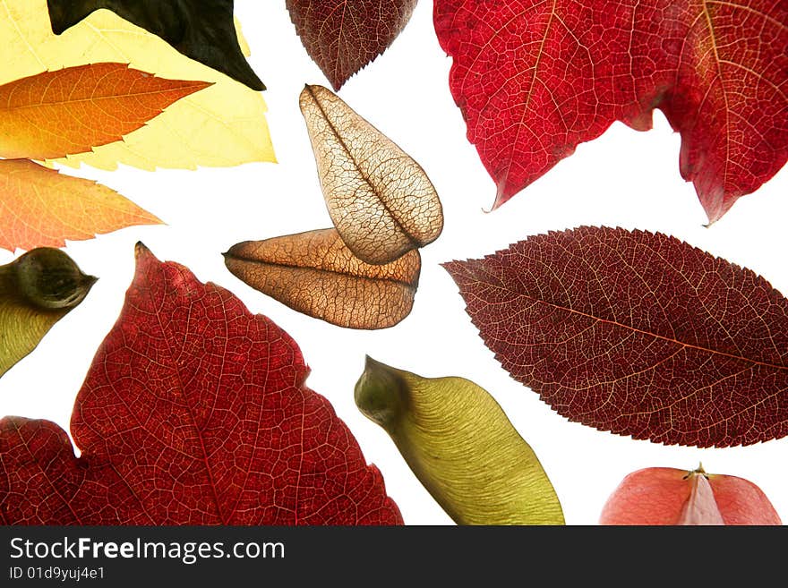 Autumn, fall leaves decorative still at studio white background, using the transparency