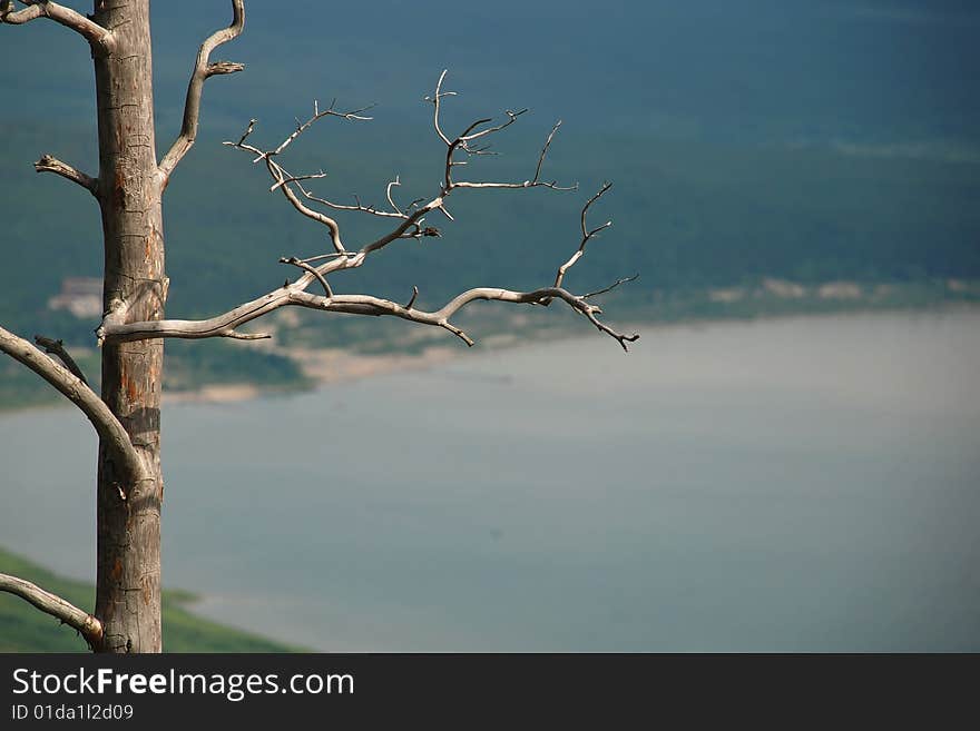 Dead tree hieroglyph  for backgrounds or meditation