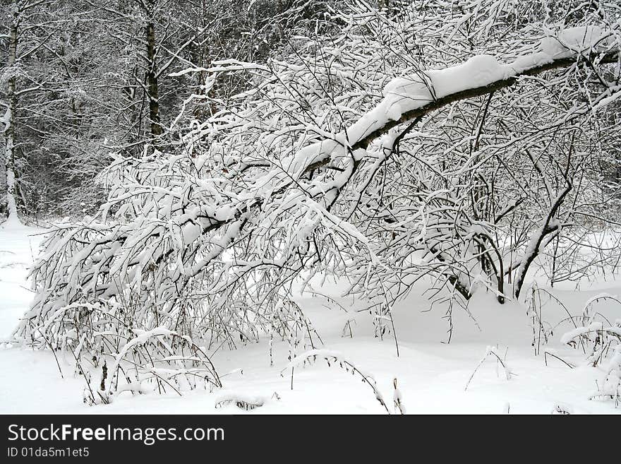 Winter forest