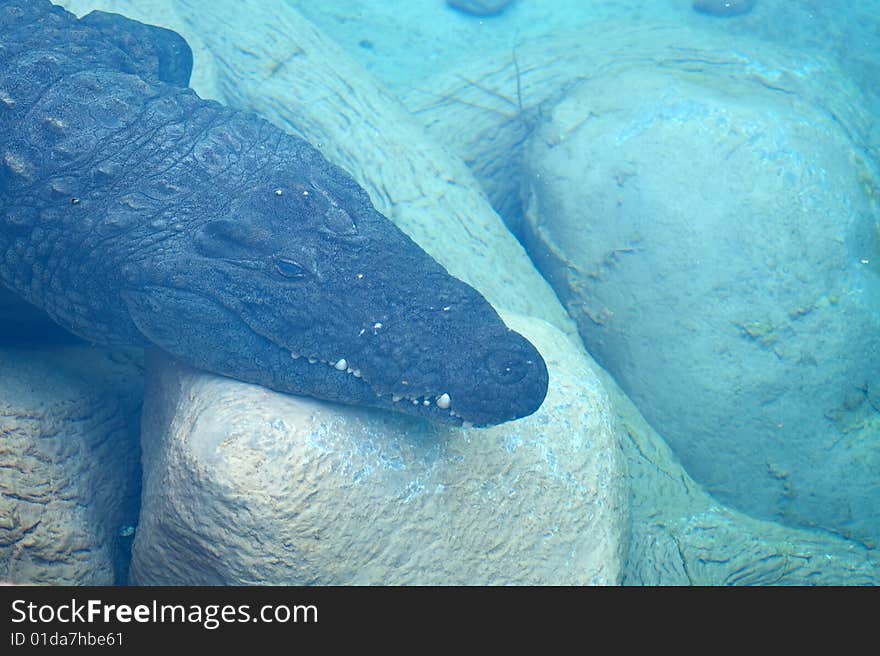 Young alligator submerged in the swamp