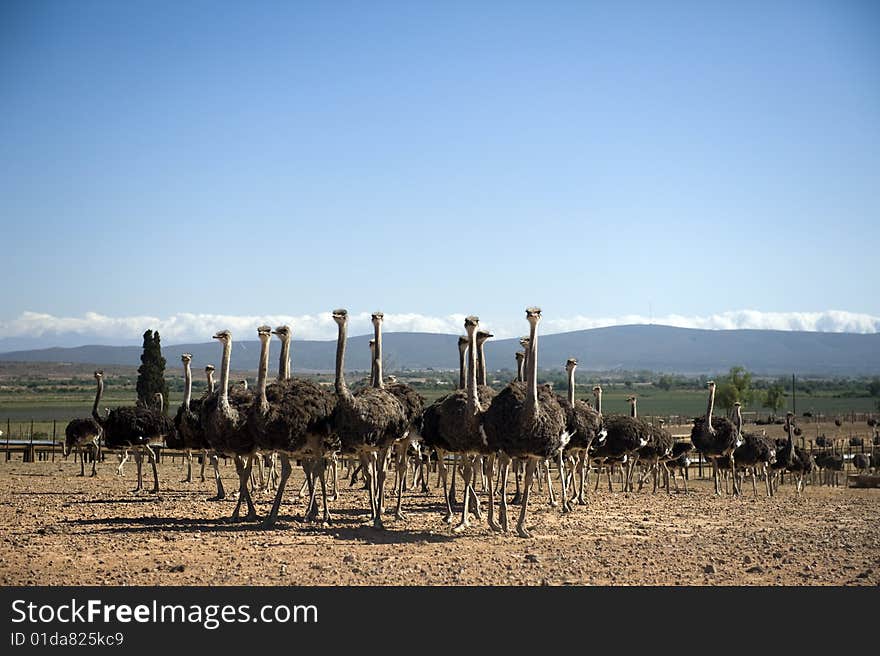 Ostrich farm in South Africa. Ostrich farm in South Africa