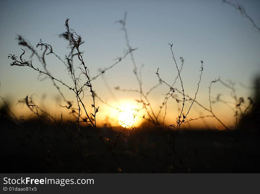 Close Up Of Wheat With Small DOF