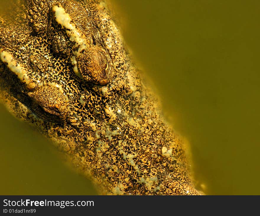 A crocodile on a farm, Laos, Asia