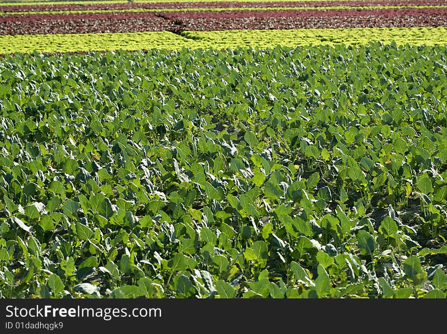 Baby Cabbage Green Fields In Spain