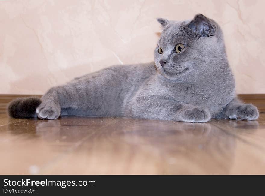 A beautiful cat lay on the floor. A beautiful cat lay on the floor