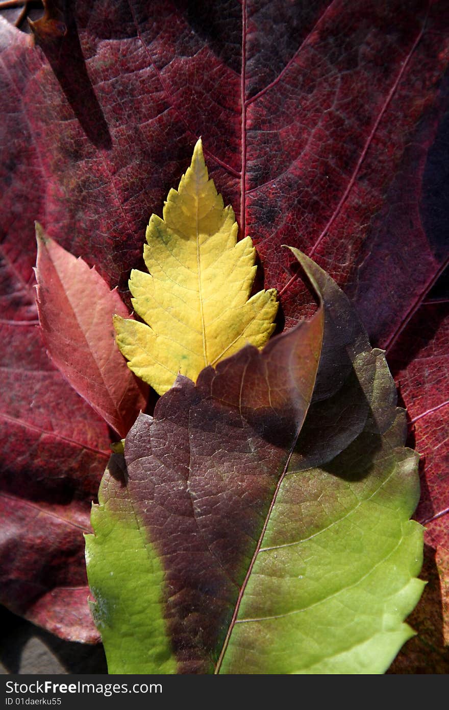 Leaves still of autumn leaves, dark wood background, fall classic images