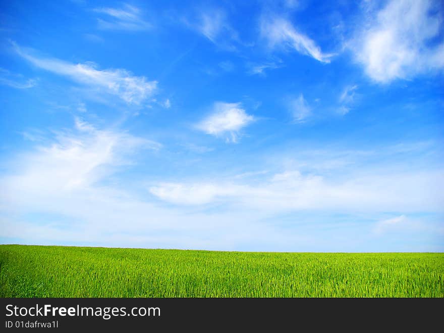 Field on a background of the blue sky. Field on a background of the blue sky