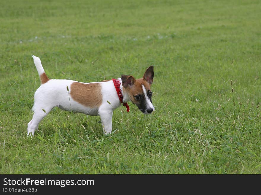 Dog looks like a cow grazing in a field. Dog looks like a cow grazing in a field