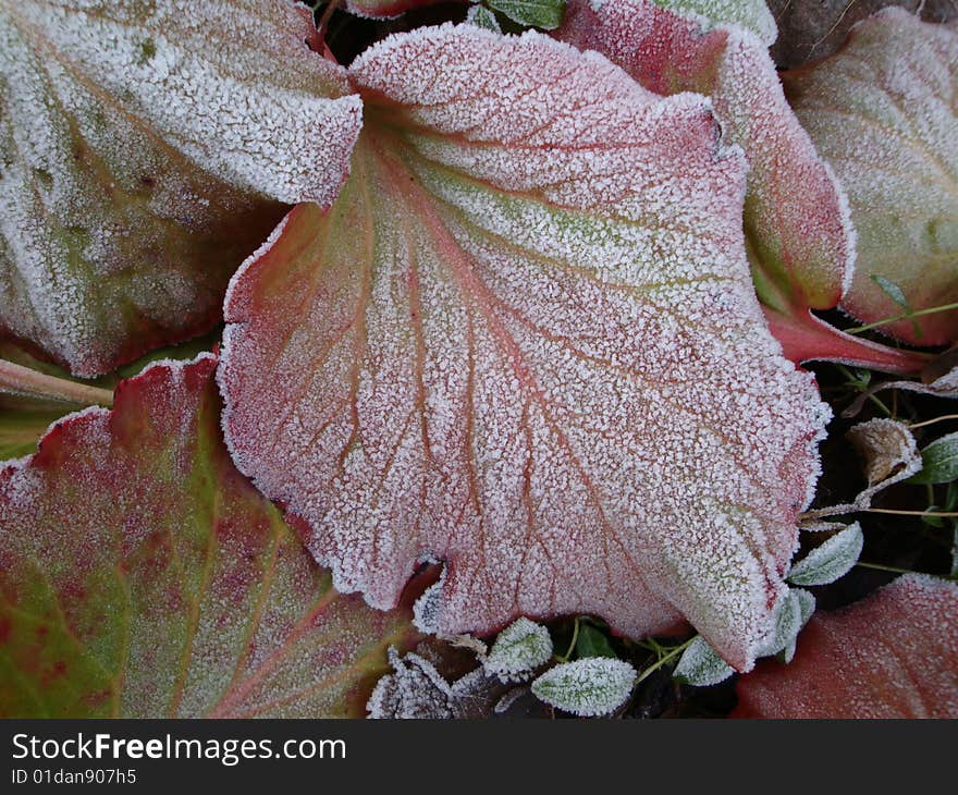 Frozen Leaf