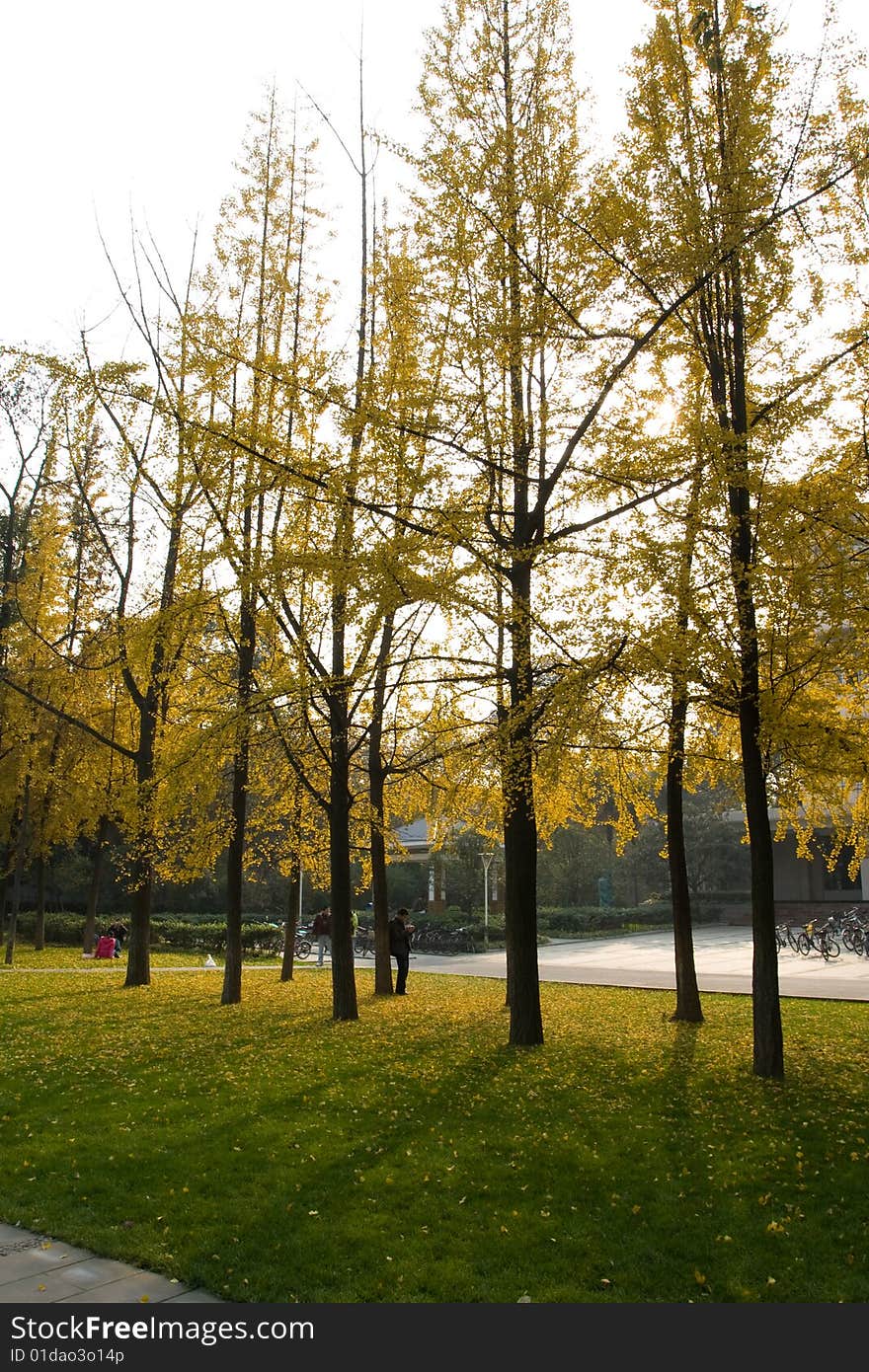 In autumn the ginkgo leaves turn gold color.