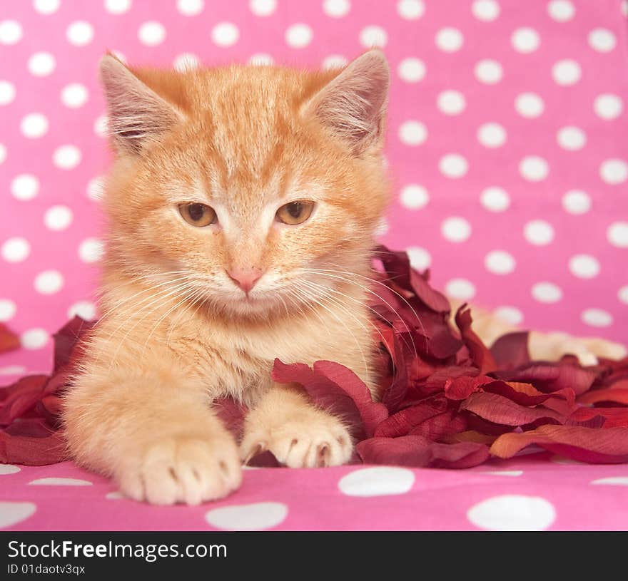 A kitten plays with red rose petals on a spotted background. A kitten plays with red rose petals on a spotted background.