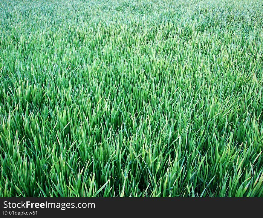 Background green lawn freshly mowed