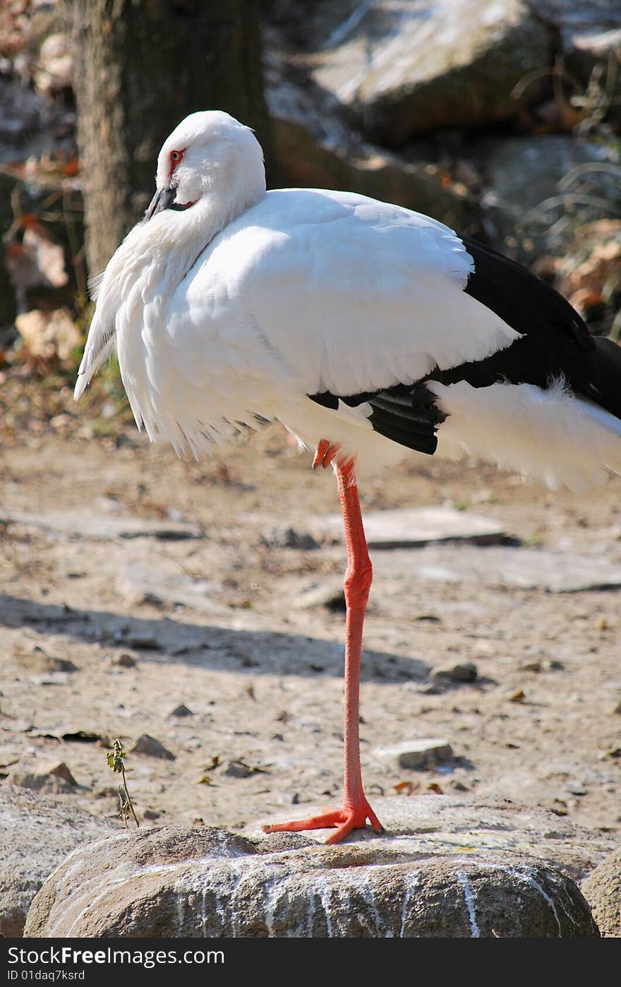 white stork