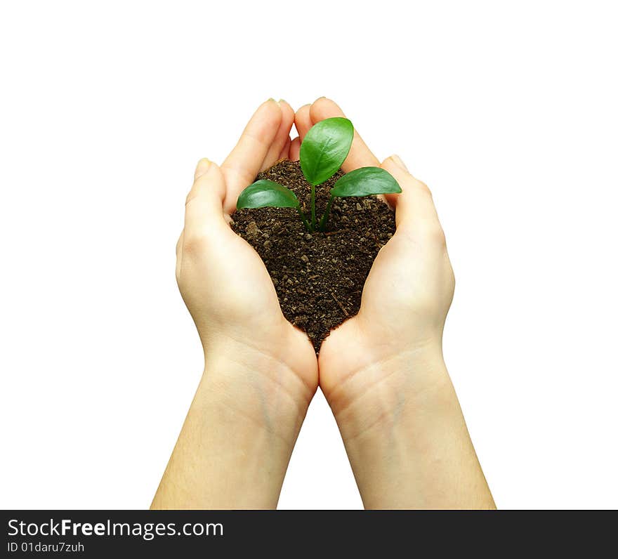 Holding a plant between hands on white