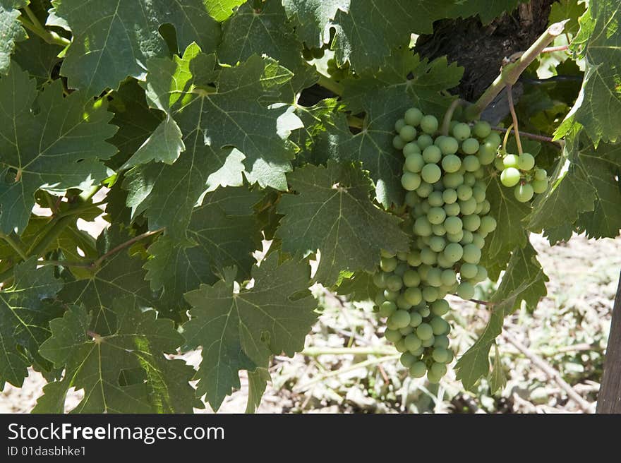 Close-up of grapes on a grapevine. Shot in South Africa