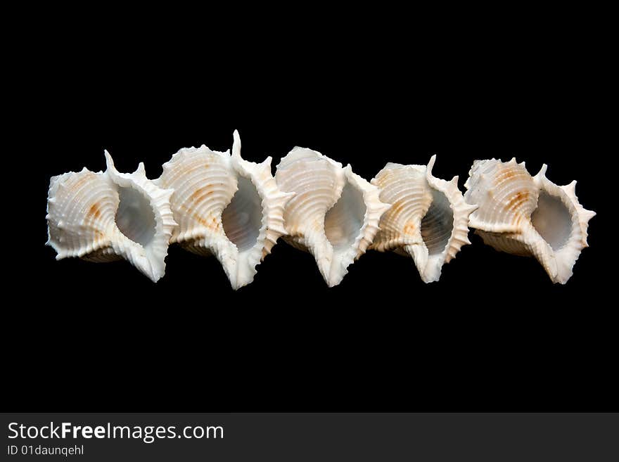 Group of isolated conch seashells over black.